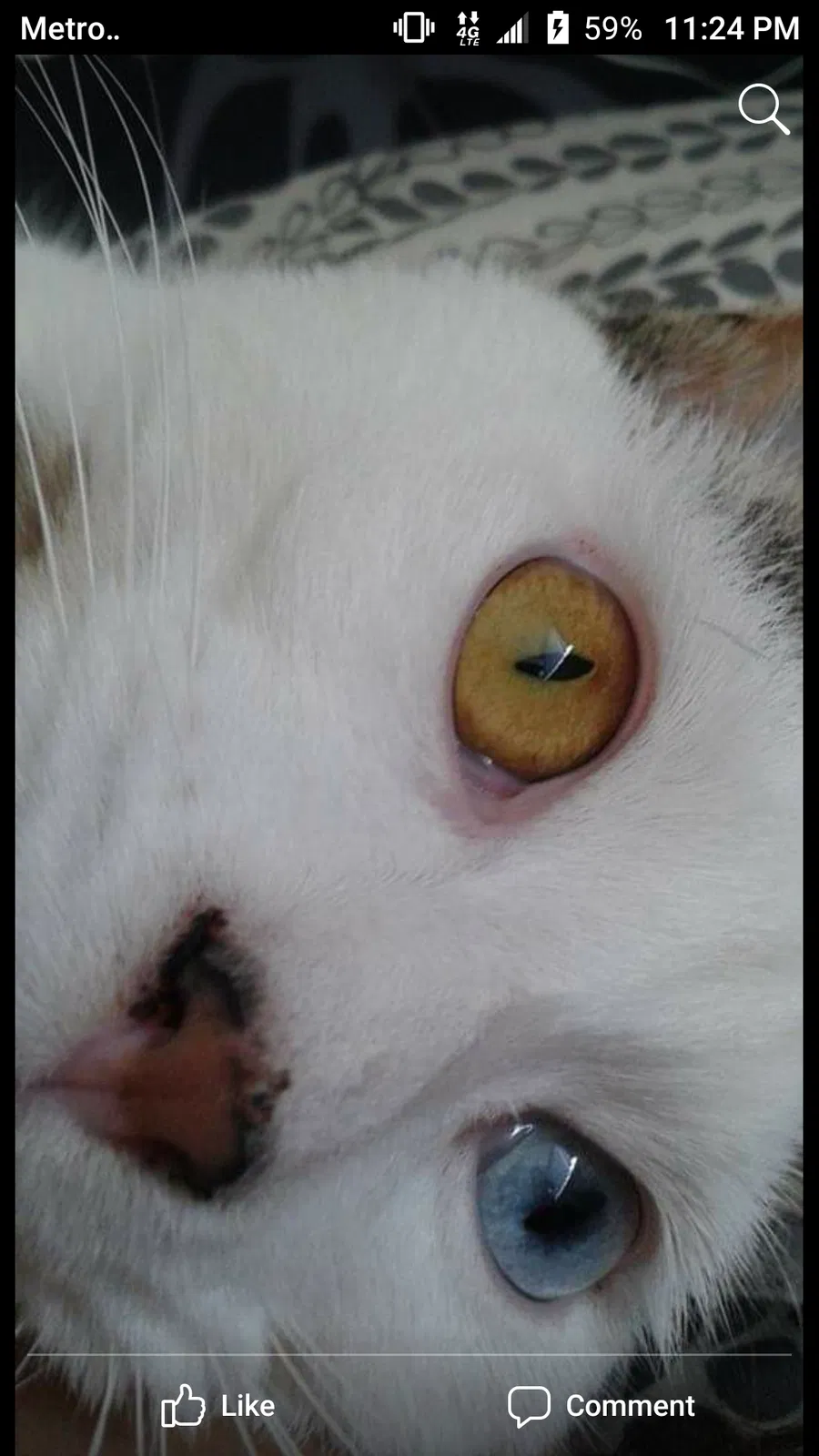 Lost cat in Saline, MI, 48176