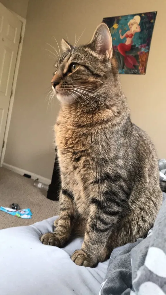 Lost cat in Clarksville, TN, 37042