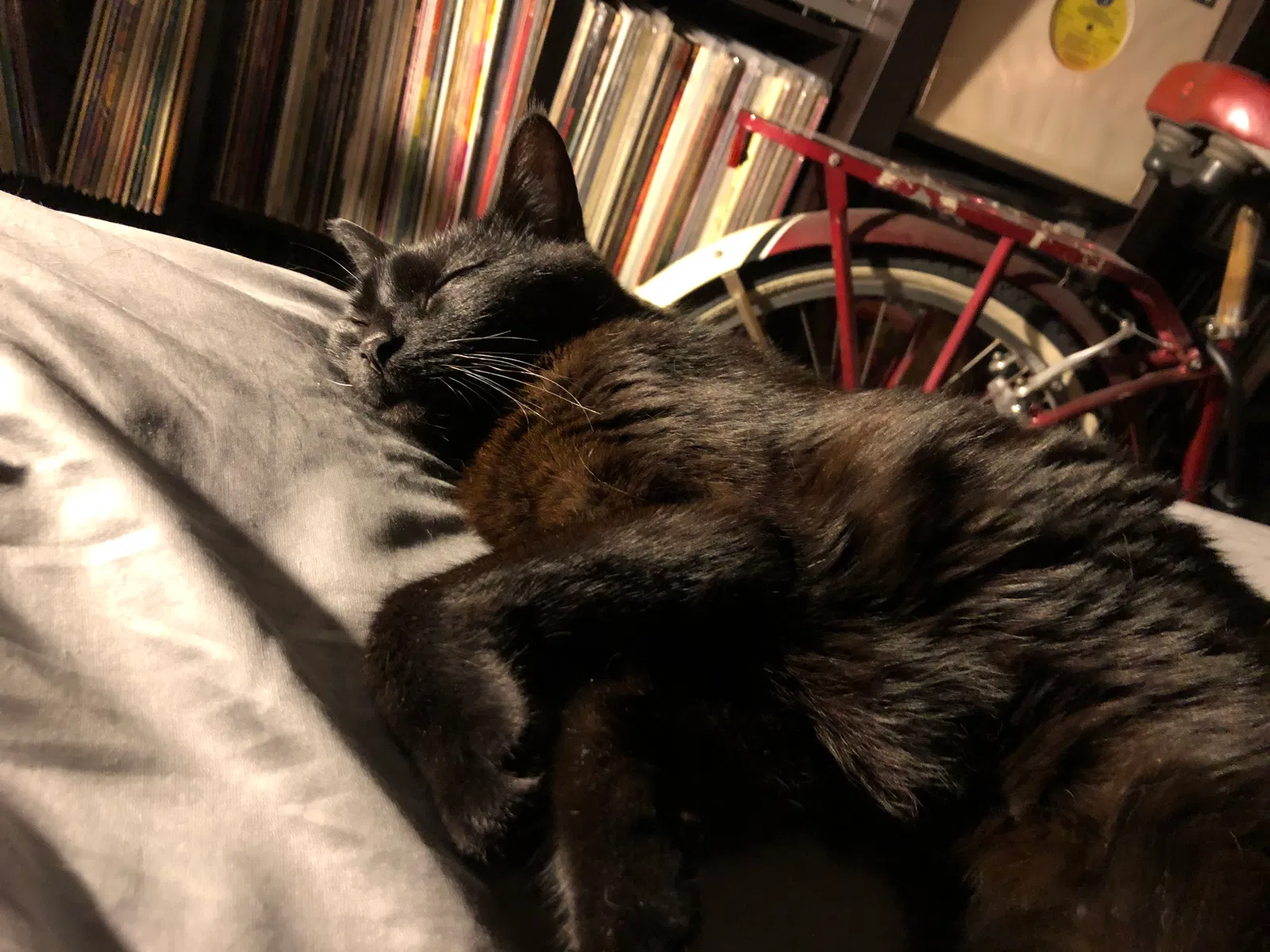 Lost cat in Tampa, FL, 33603