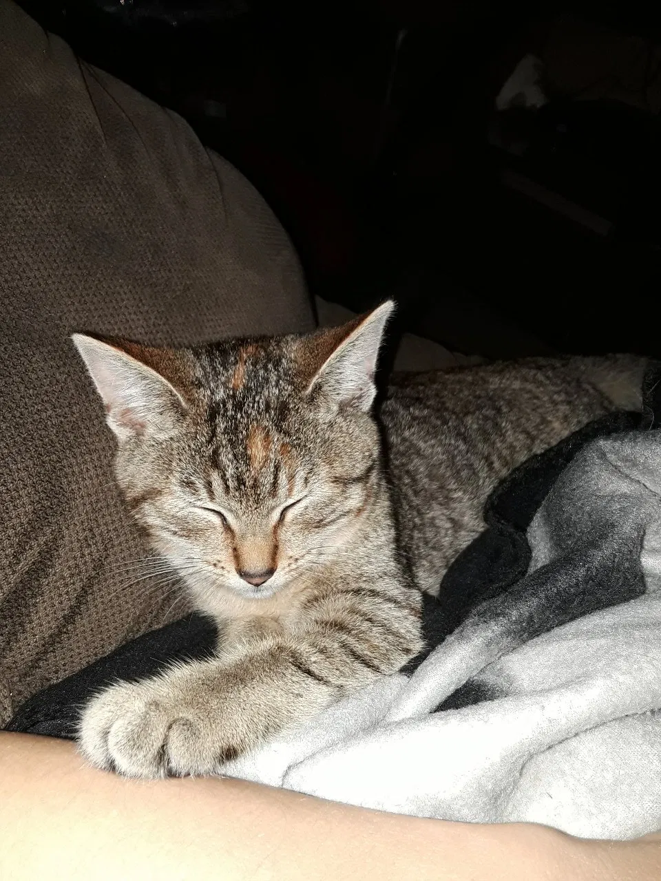 Lost cat in Saint Petersburg, FL, 33709
