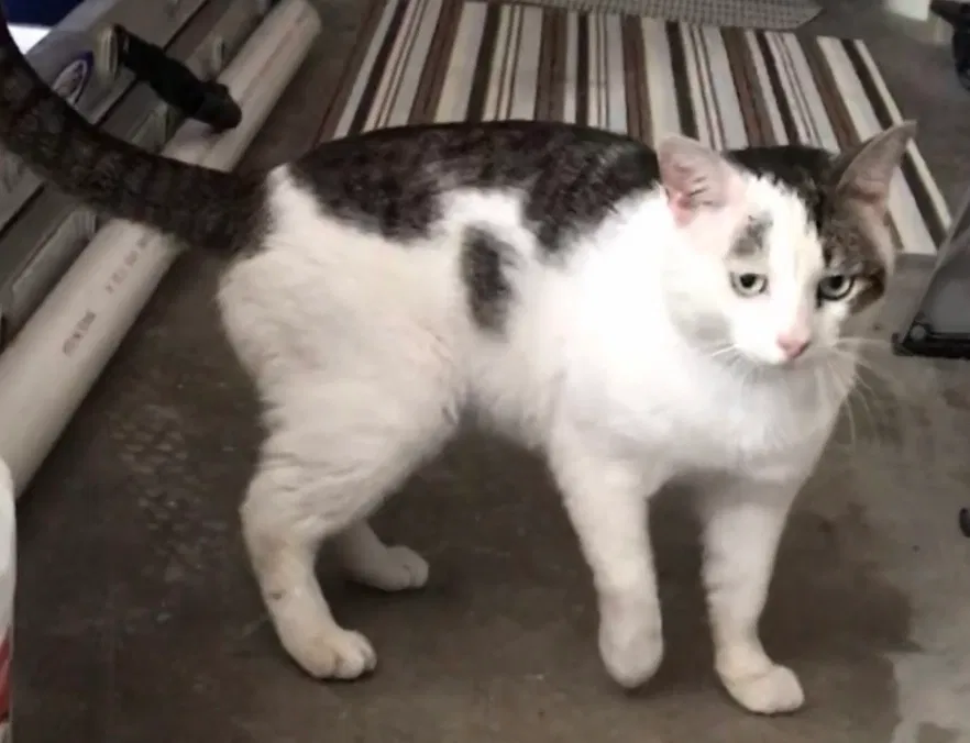 Lost cat in Tampa, FL, 33637