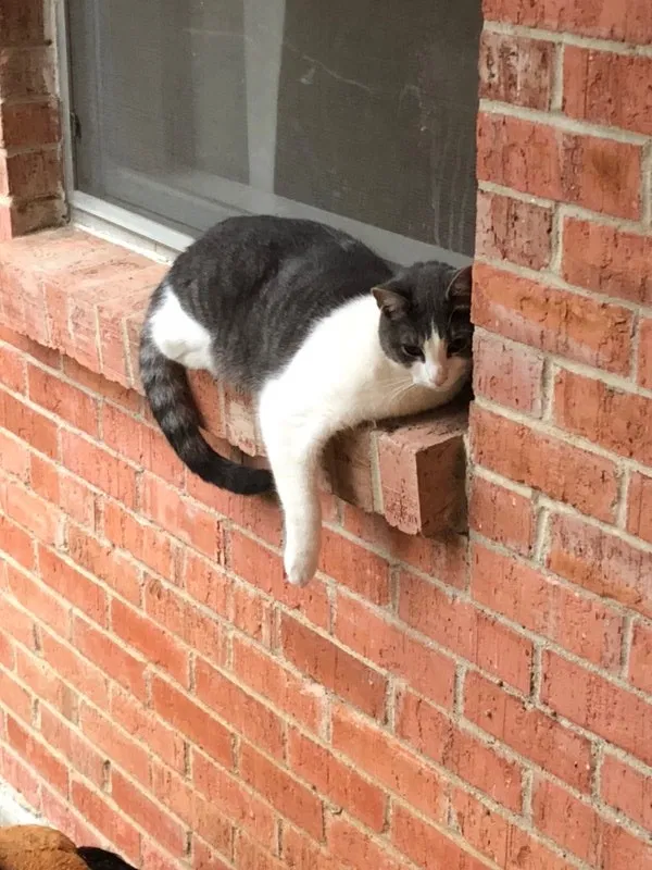 Lost cat in Dallas, TX, 75214