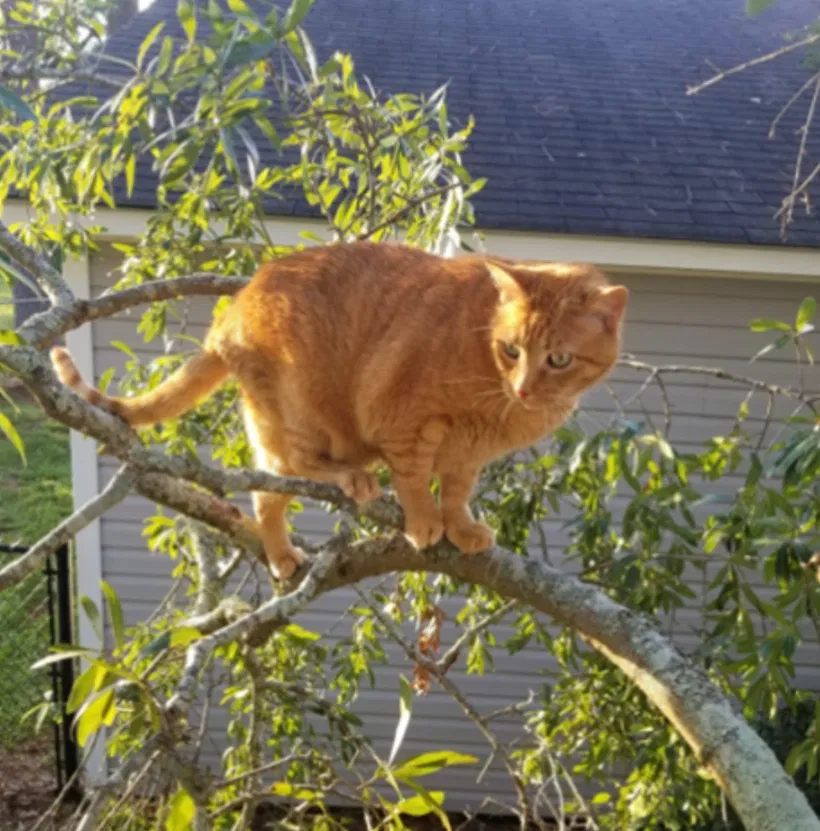 Lost cat in Rio Rancho, NM, 87144