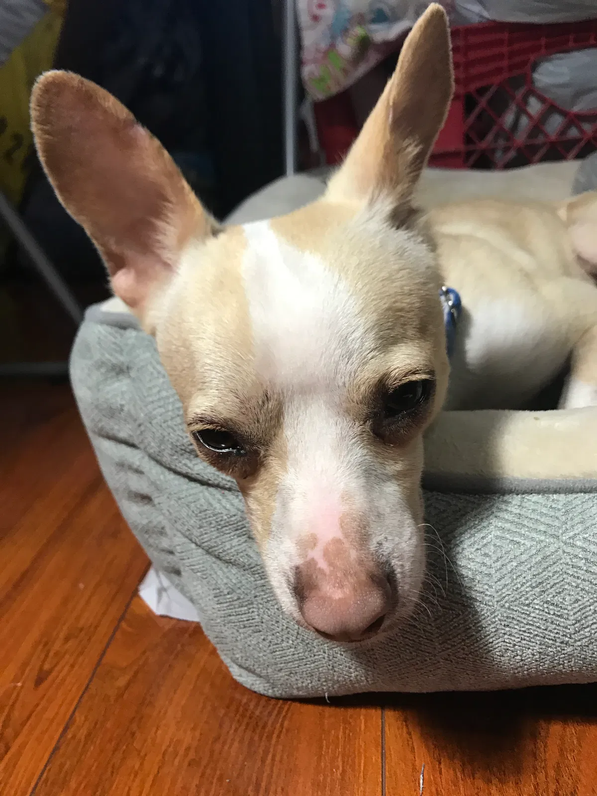 Lost dog in Monterey Park, CA, 91755