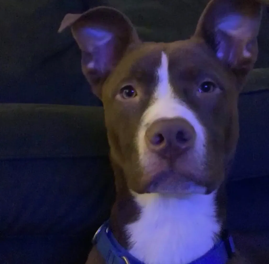 Lost dog in Toledo, OH, 43609