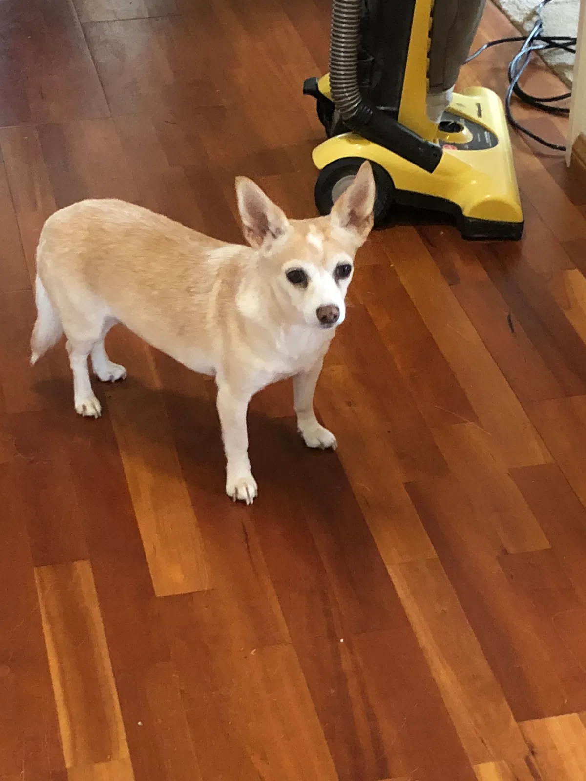 Lost dog in New Orleans, LA, 70117