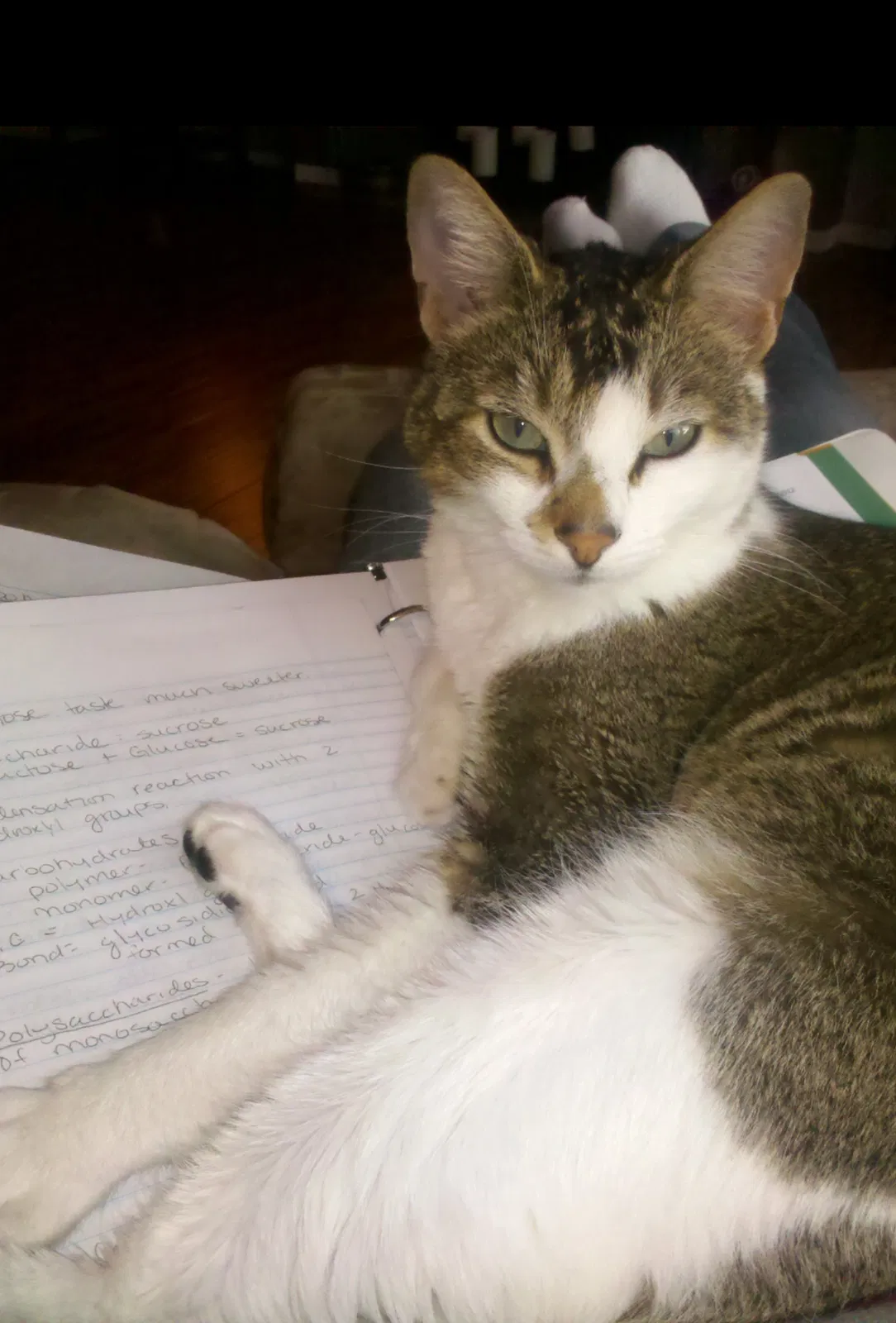 Lost cat in Arlington, WA, 98223