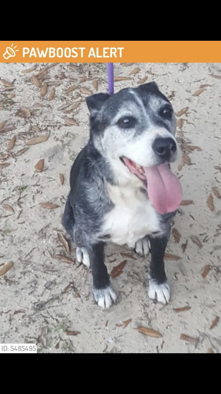 Lost dog in Pensacola, FL, 32526