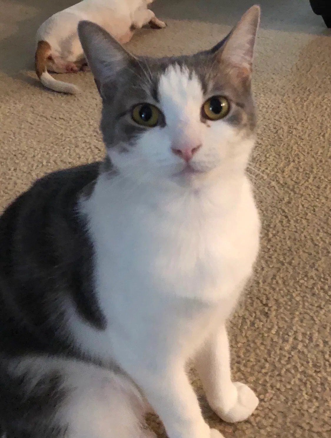 Lost cat in Rincon, GA, 31326