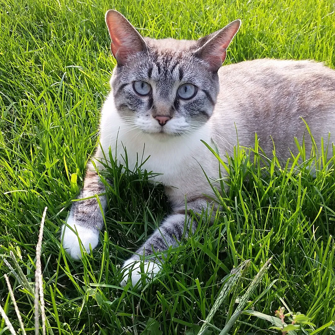 Lost cat in Englewood, CO, 80112