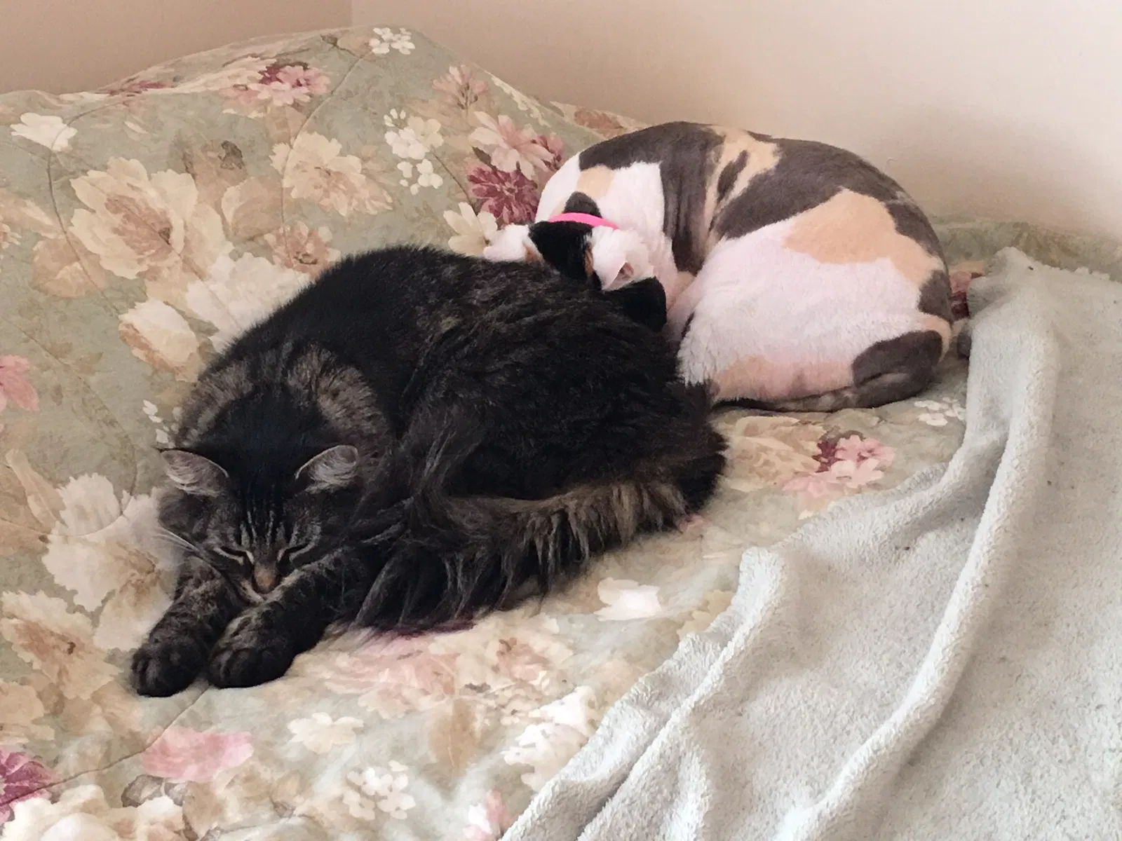 Lost cat in Ann Arbor, MI, 48108