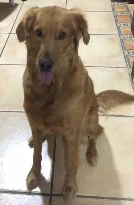 Lost dog in Miami, FL, 33175