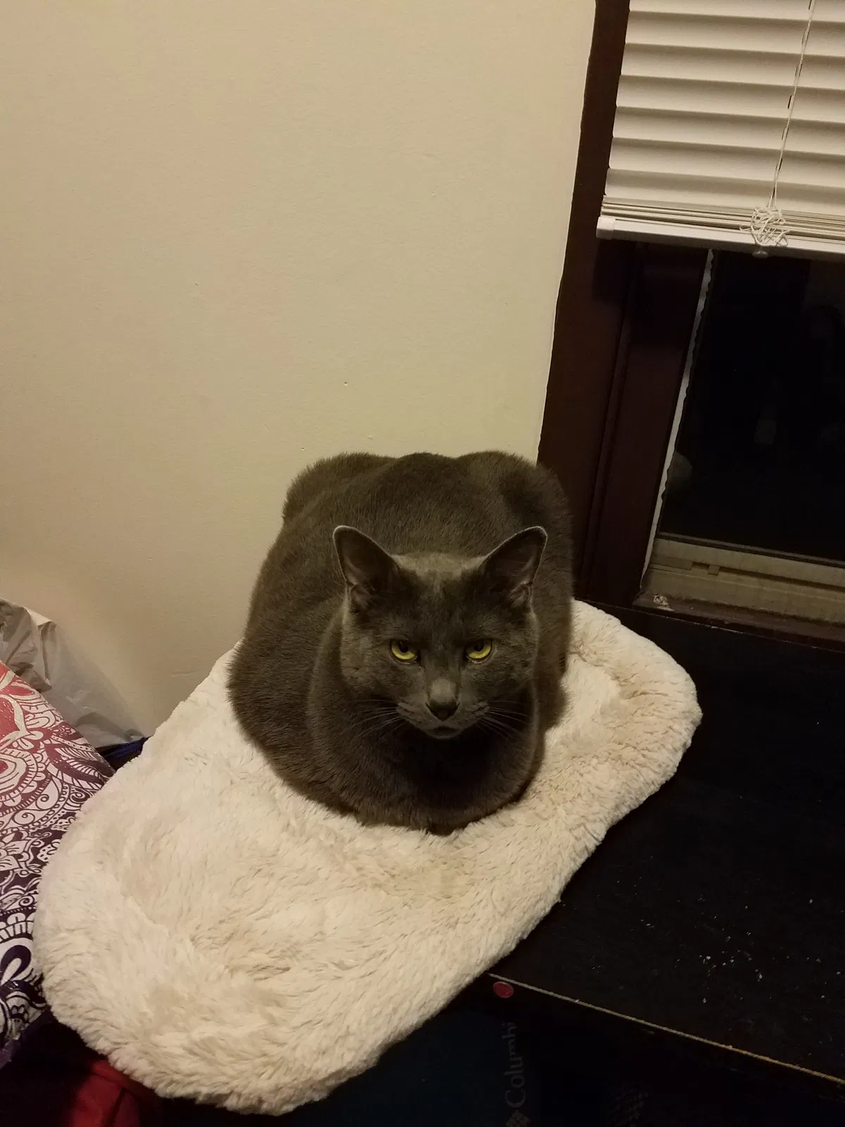 Lost cat in Columbia Station, OH, 44028
