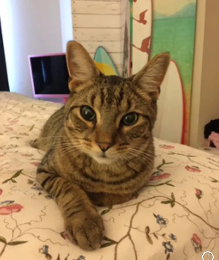 Lost cat in Dublin, OH, 43016