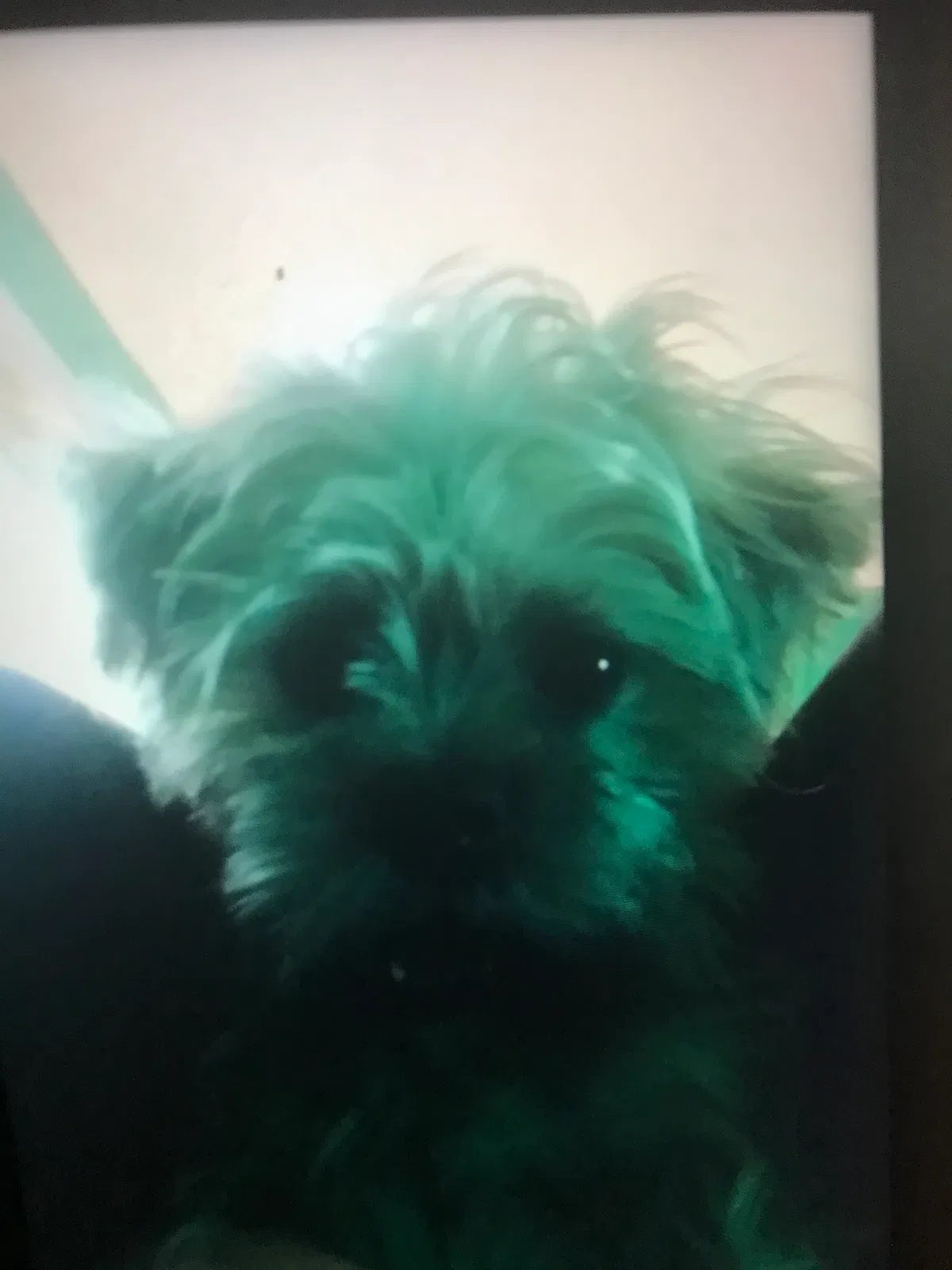 Lost dog in Rochester, NY, 14616