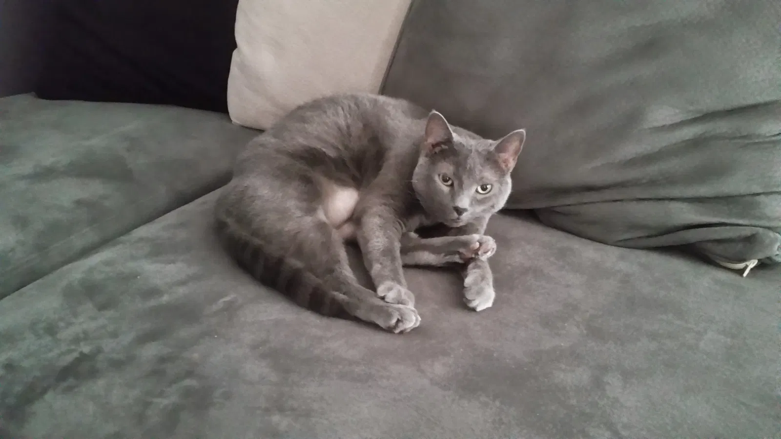 Lost cat in Midland, GA, 31820
