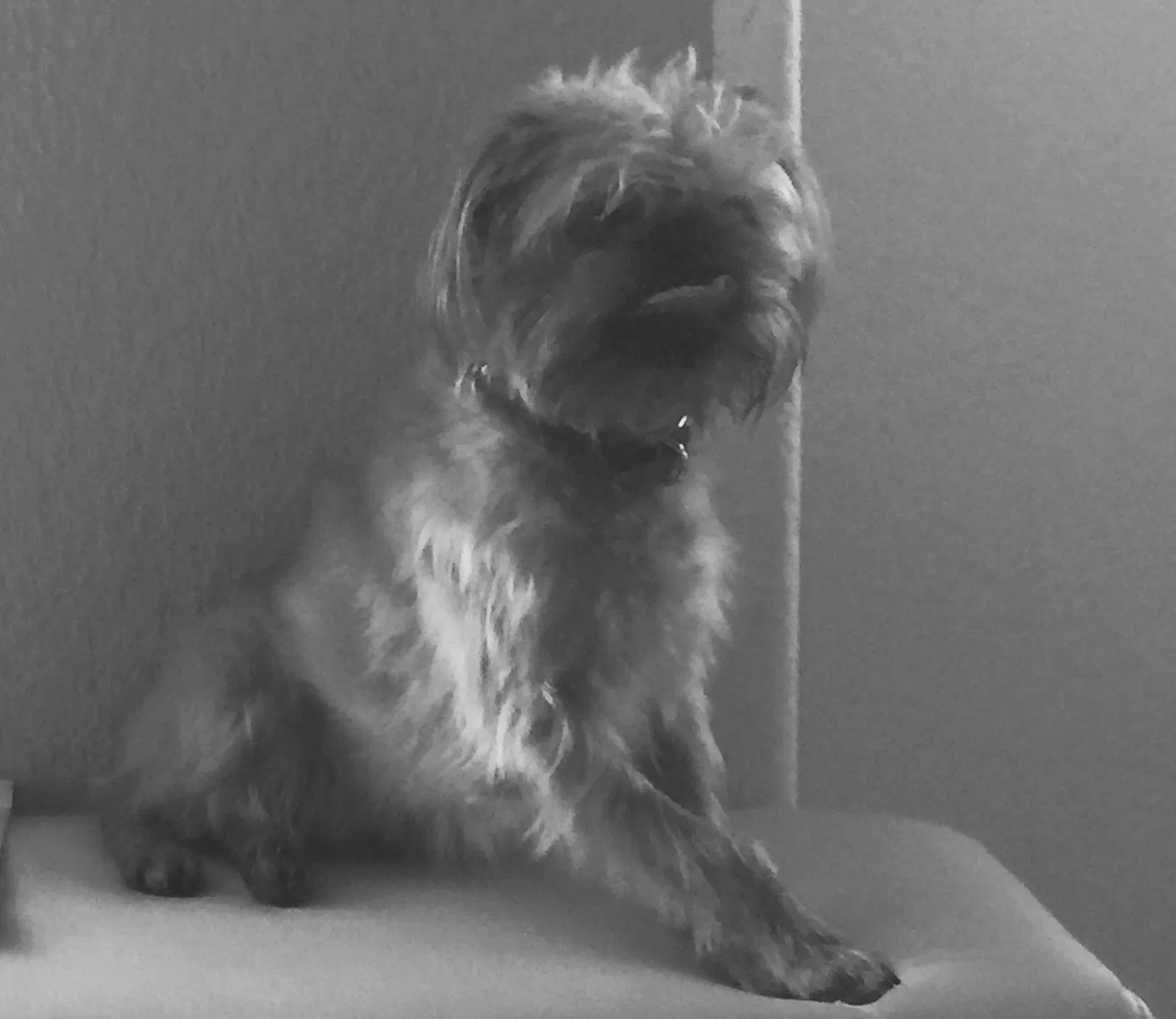 Missing Dog