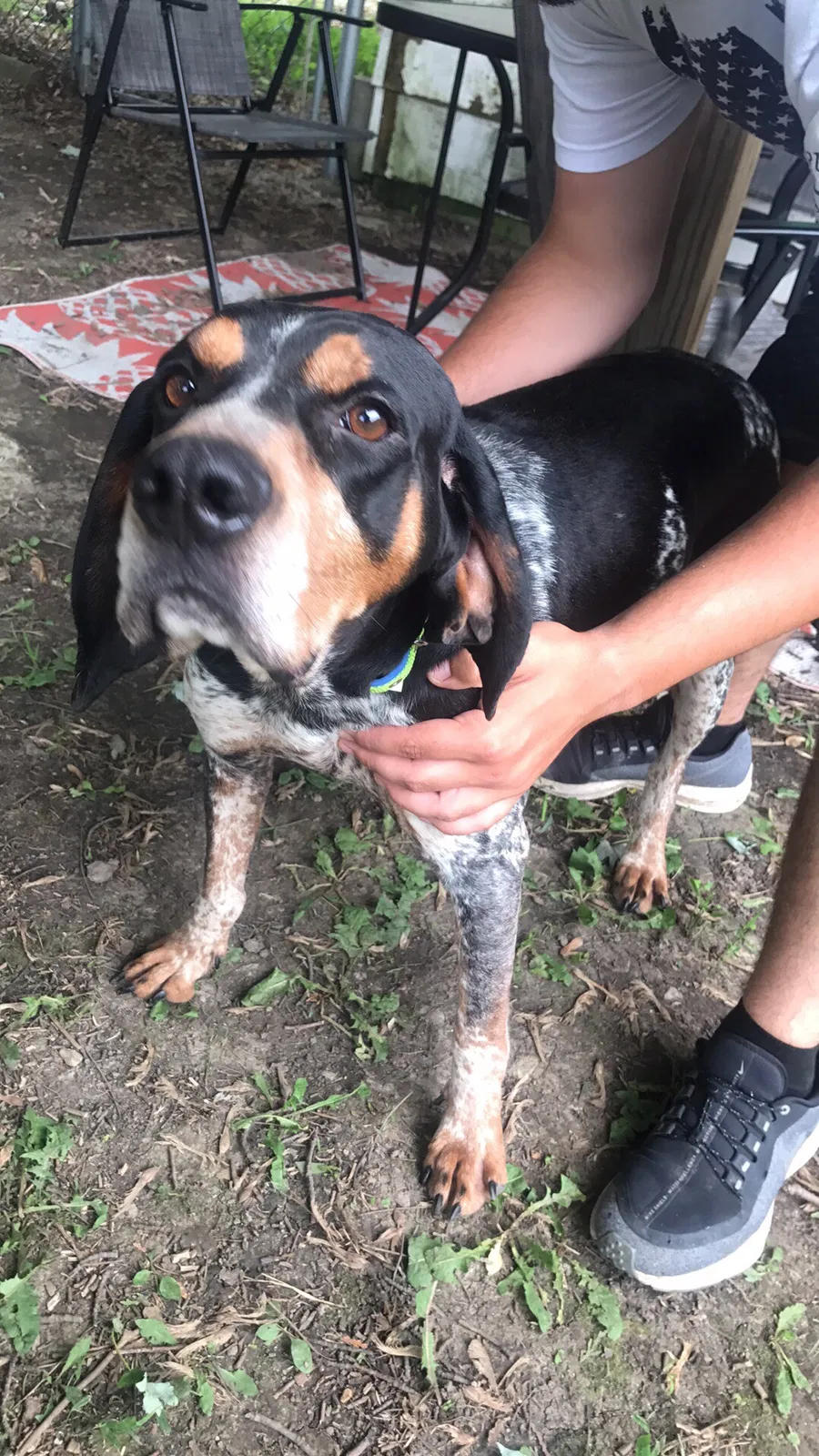 Lost dog in Bucyrus, OH, 44820