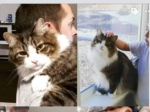 Lost cat in Commerce City, CO, 80022