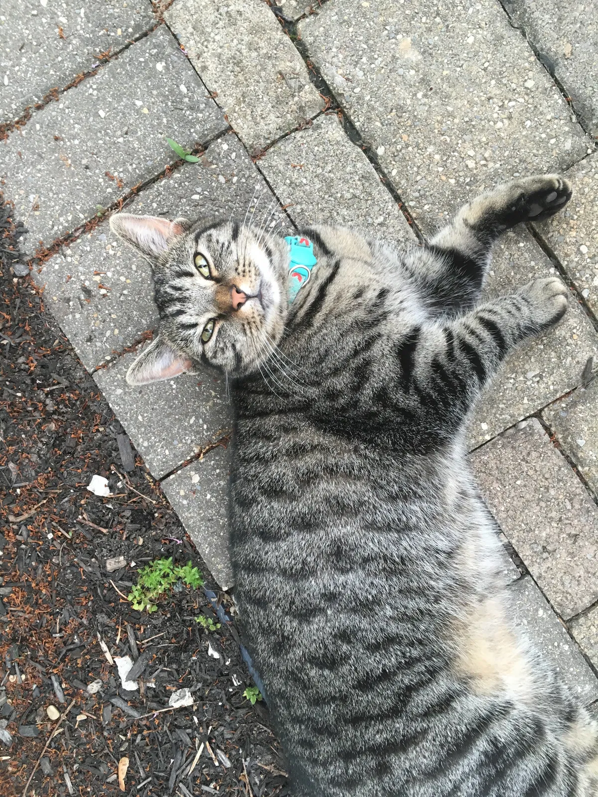 Lost cat in Columbus, OH, 43209