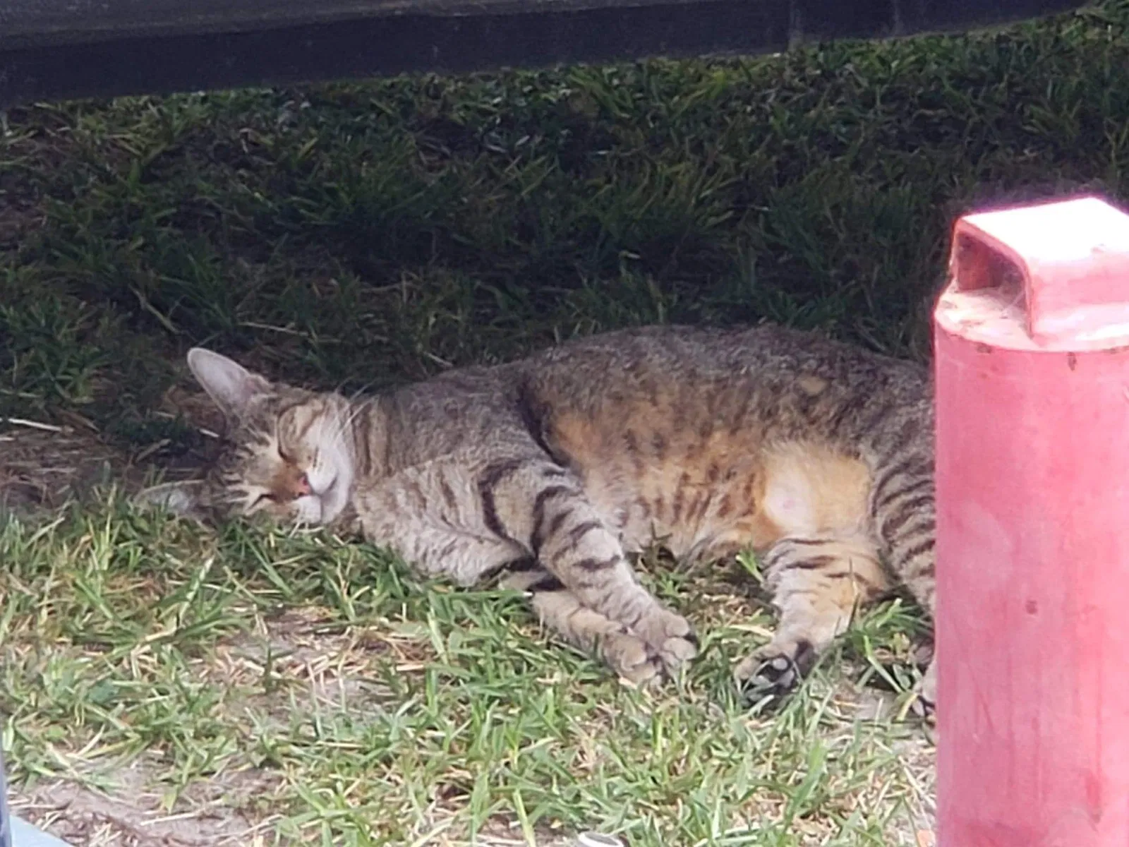 Lost cat in Crescent City, FL, 32112