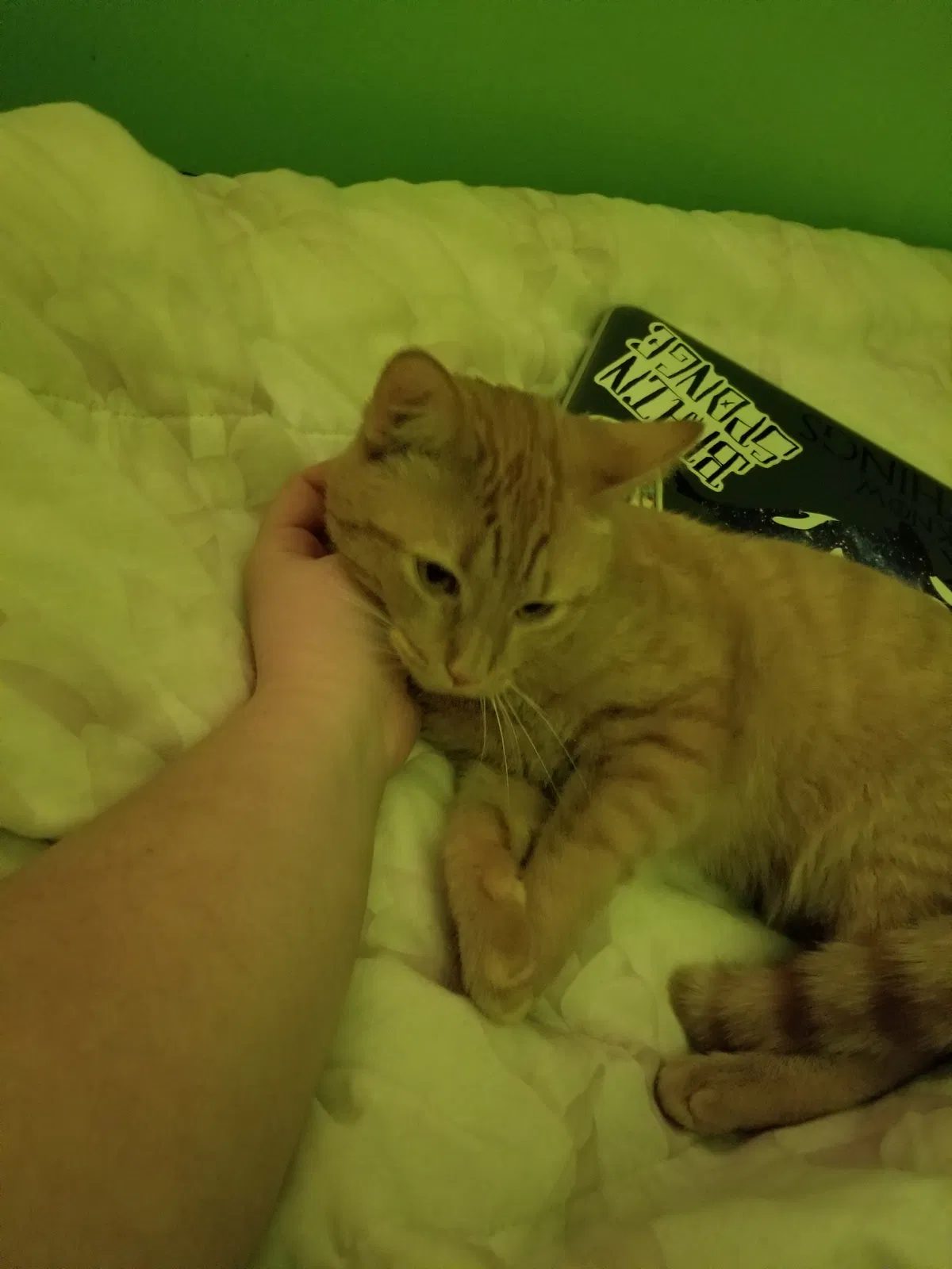 Lost cat in West Jordan, UT, 84084