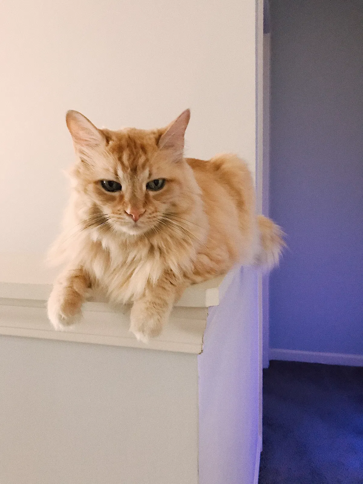 Lost cat in Lawrenceville, GA, 30043