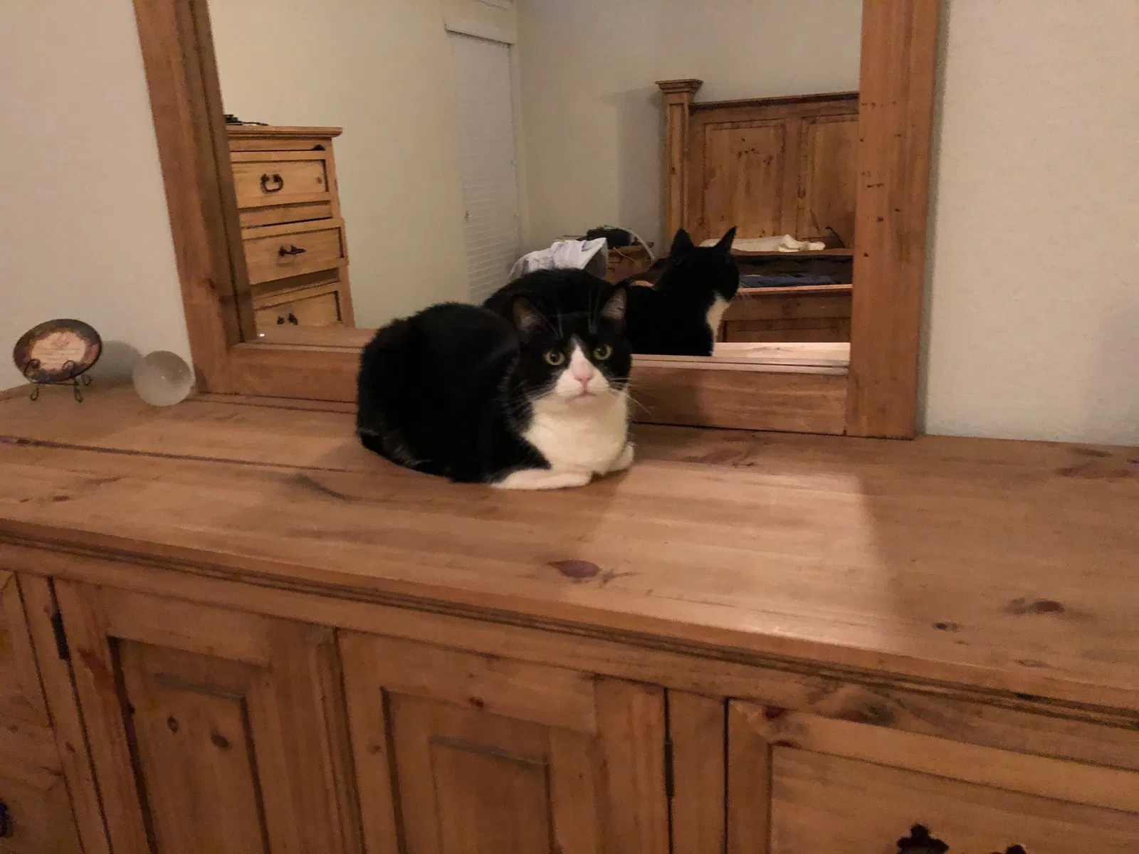 Lost cat in Austin, TX, 78737