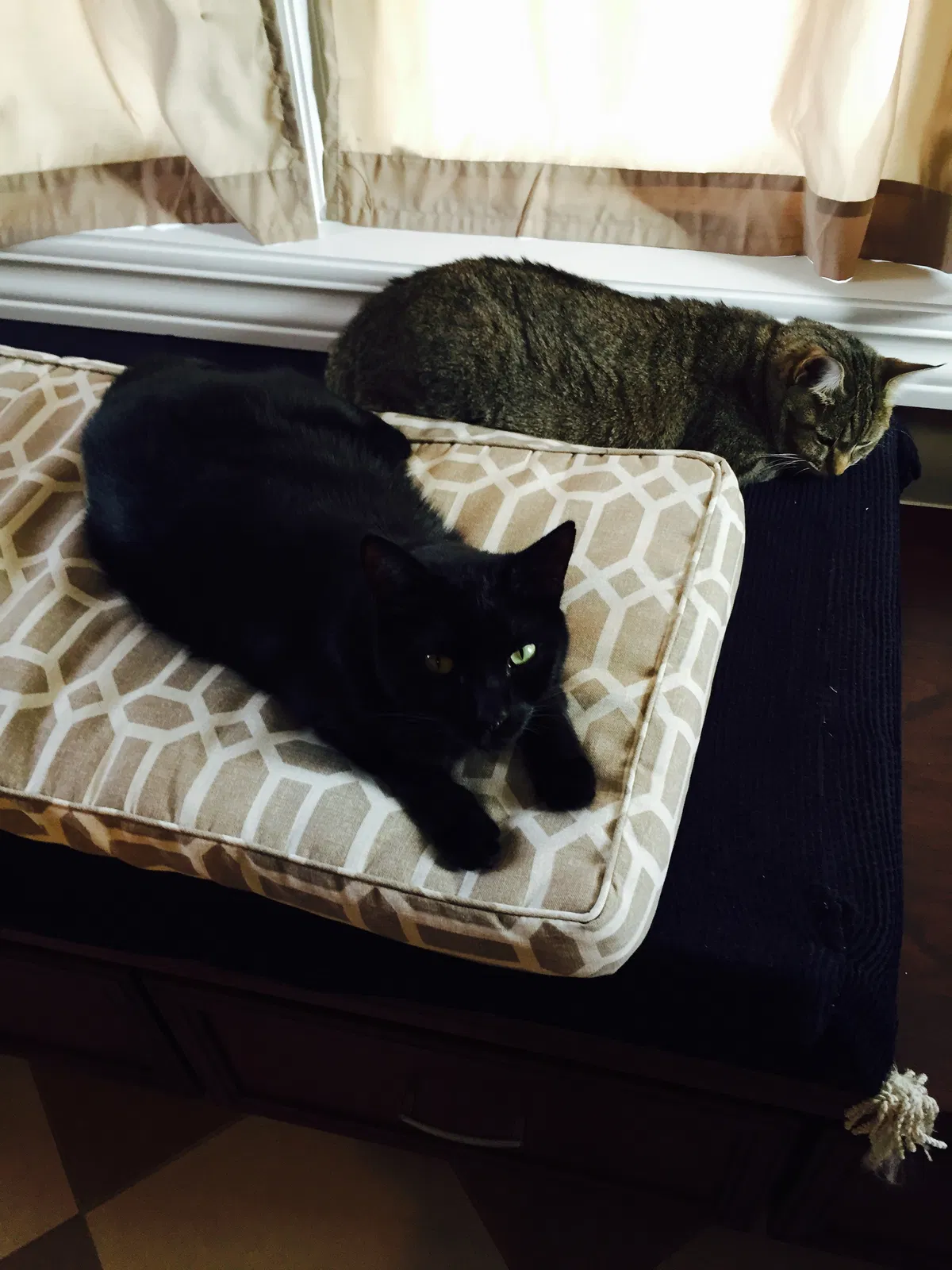 Lost cat in Columbus, OH, 43221