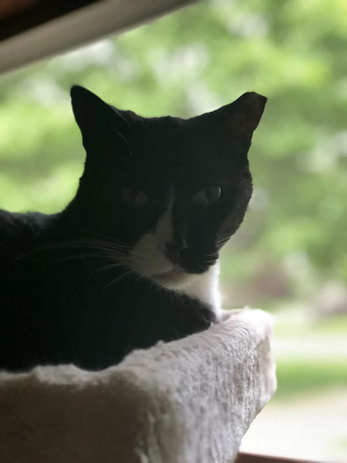 Lost cat in Columbus, OH, 43209