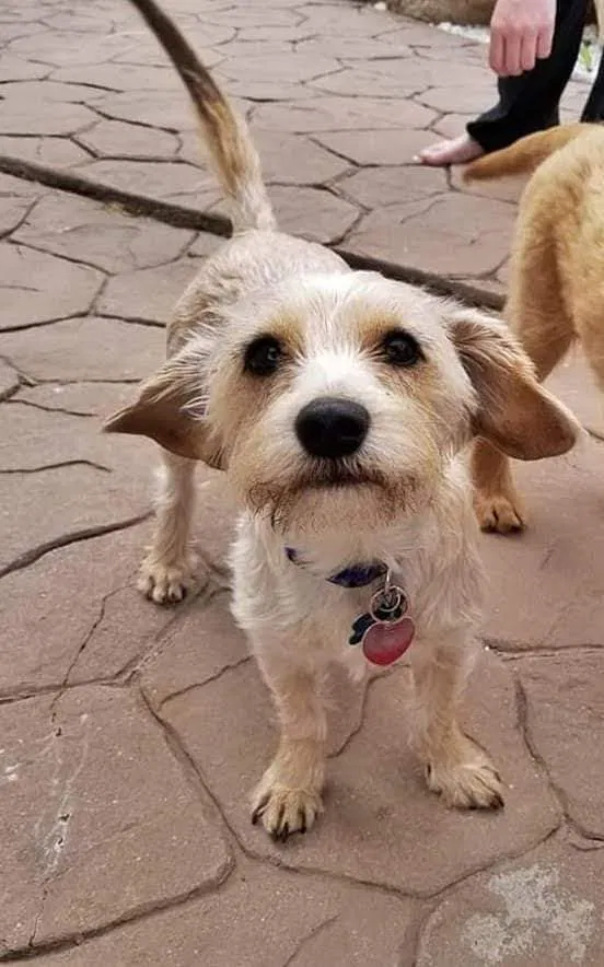 Lost dog in Ogden, UT, 84404