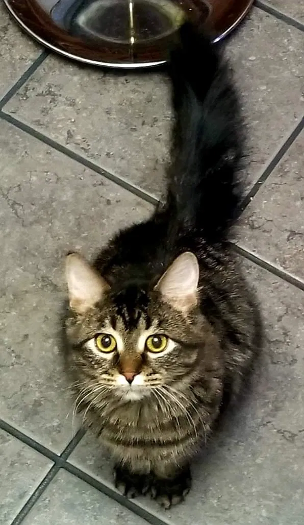 Lost cat in River Falls, WI, 54022