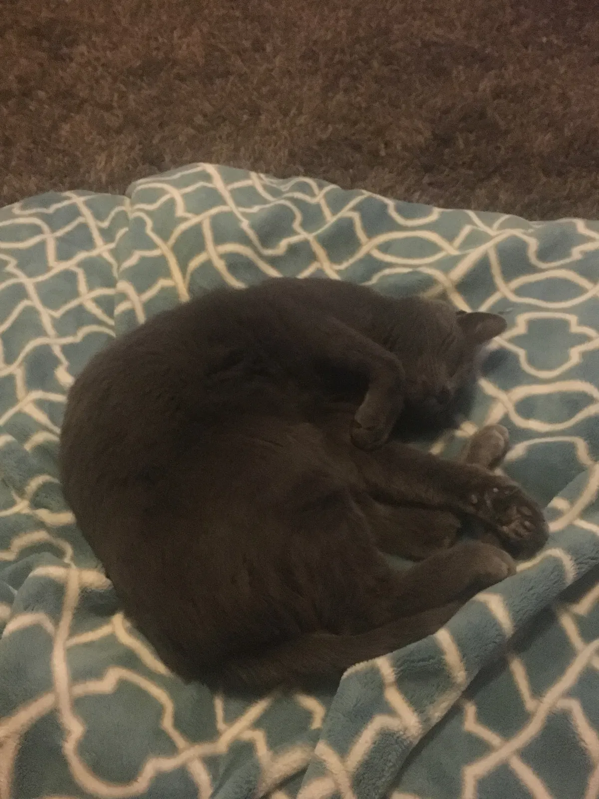 Lost cat in Albuquerque, NM, 87111
