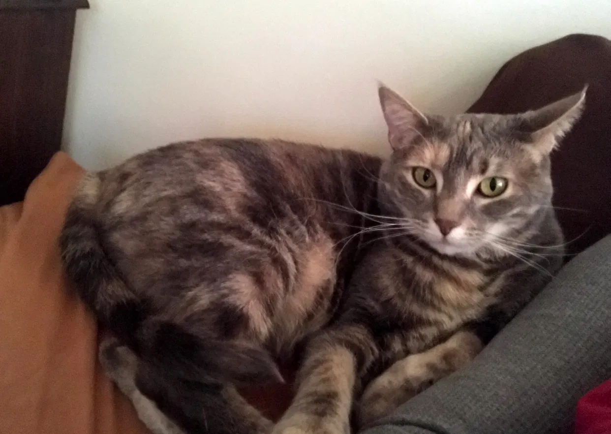 Lost cat in Pickerington, OH, 43147