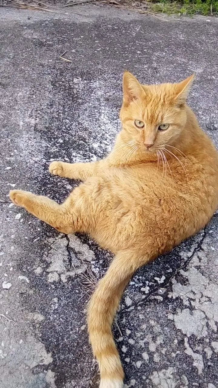 Lost cat in Yulee, FL, 32097