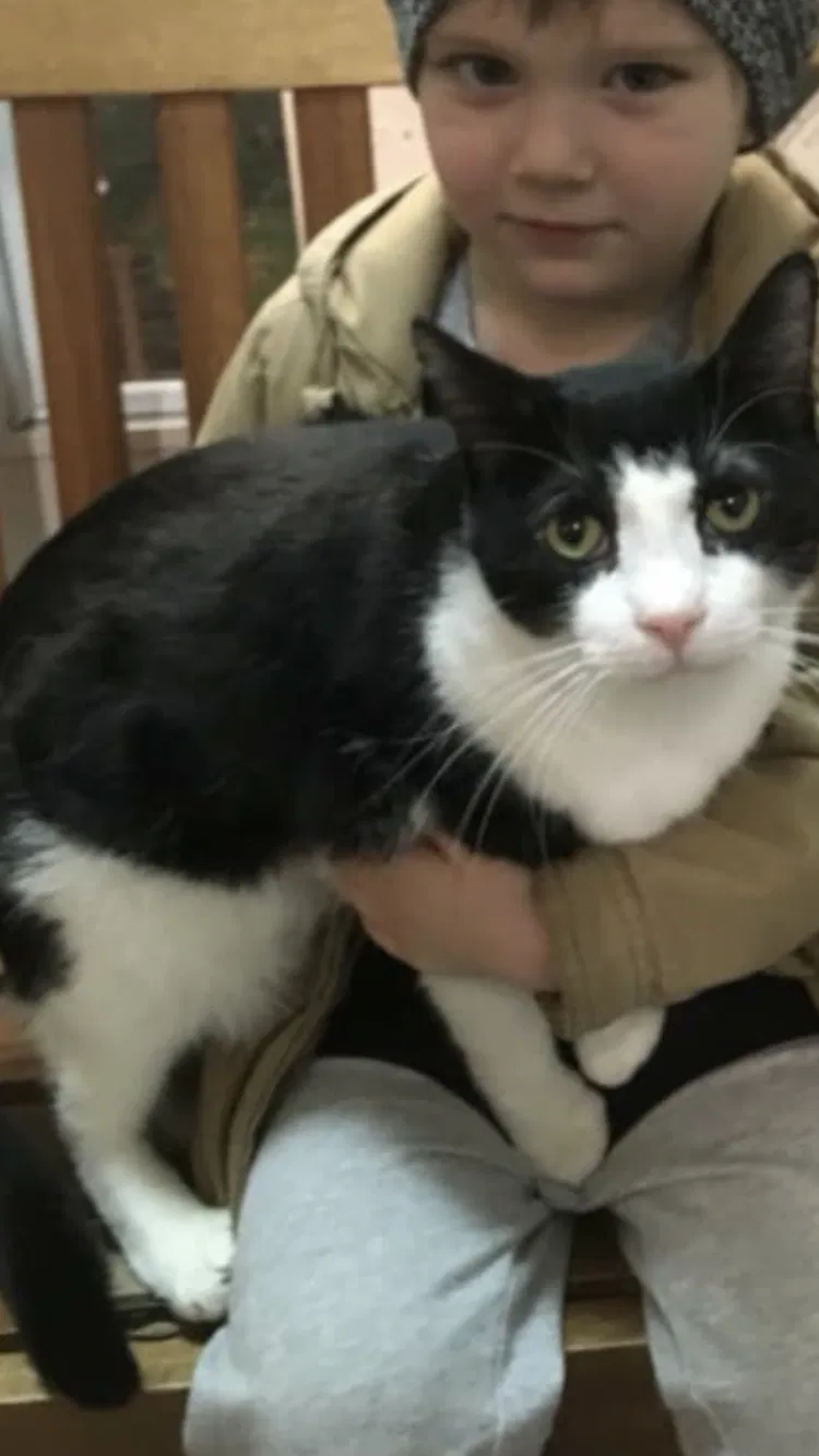 Lost cat in Altoona, PA, 16601