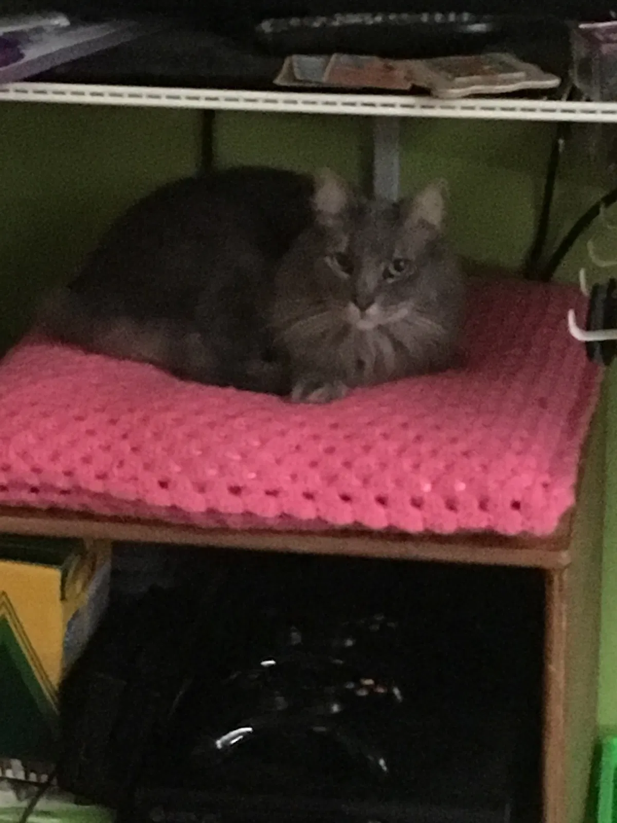 Lost cat in Searcy, AR, 72143