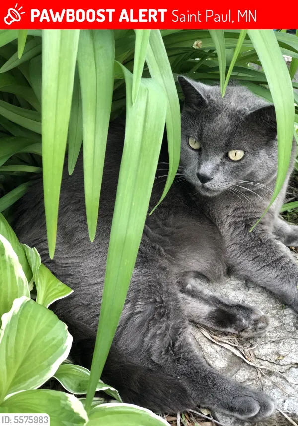 Lost cat in Saint Paul, MN, 55106