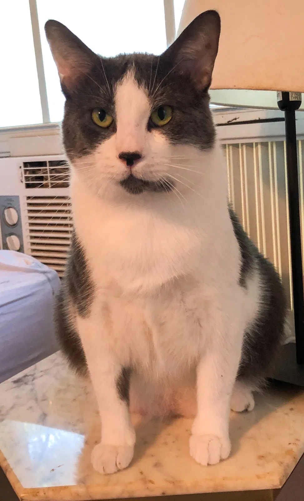 Lost cat in Keller, TX, 76248