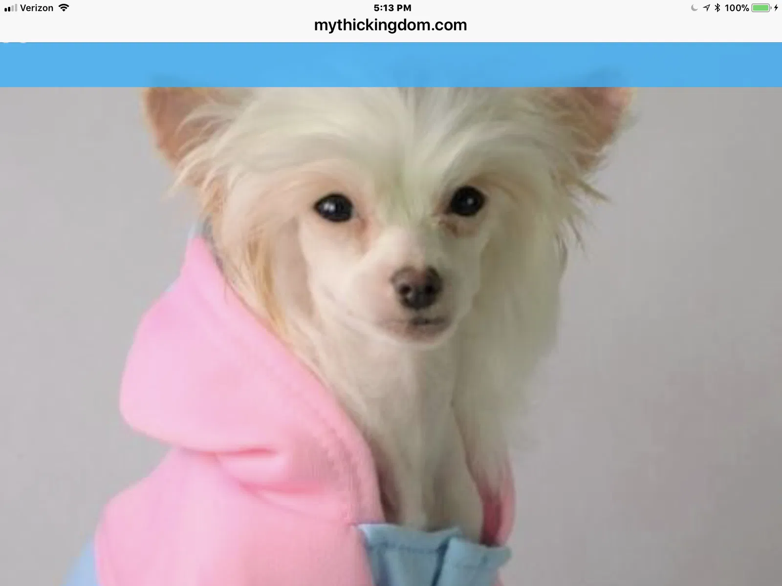 Lost dog in Erie, PA, 16506
