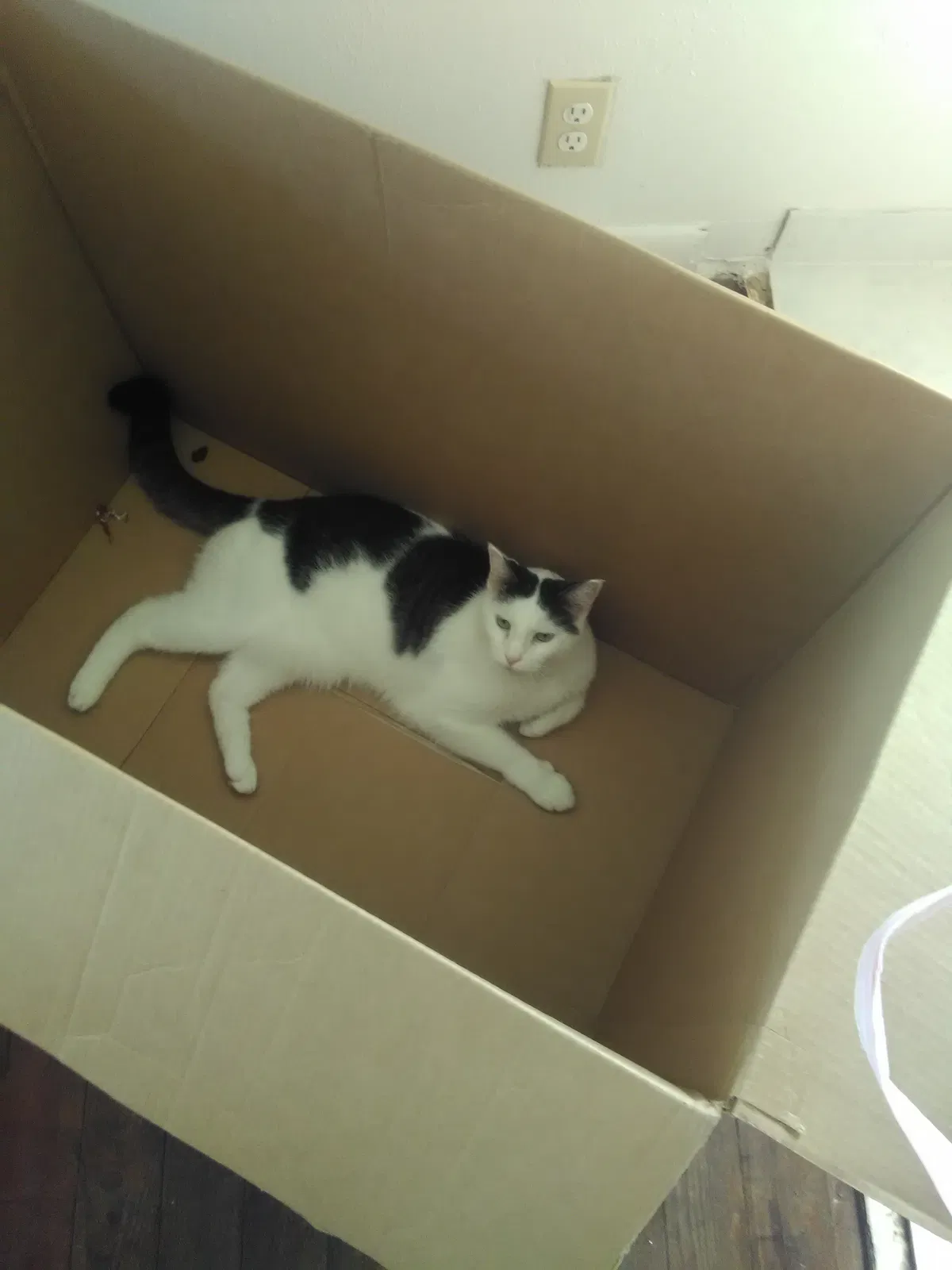 Lost cat in Lehigh Acres, FL, 33972