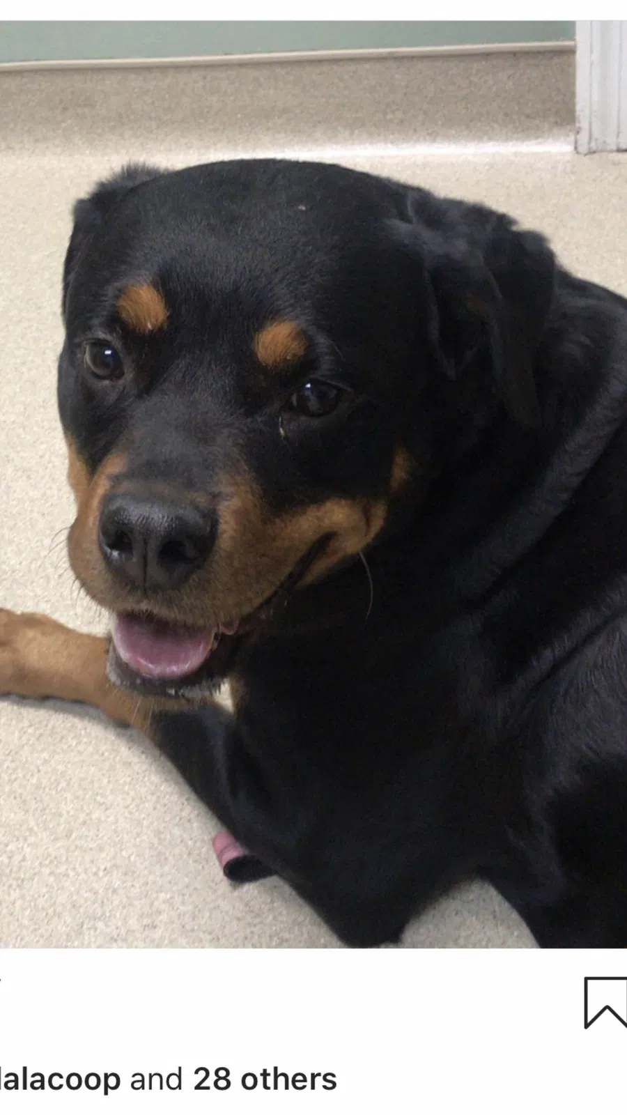 Lost dog in Rome, GA, 30165