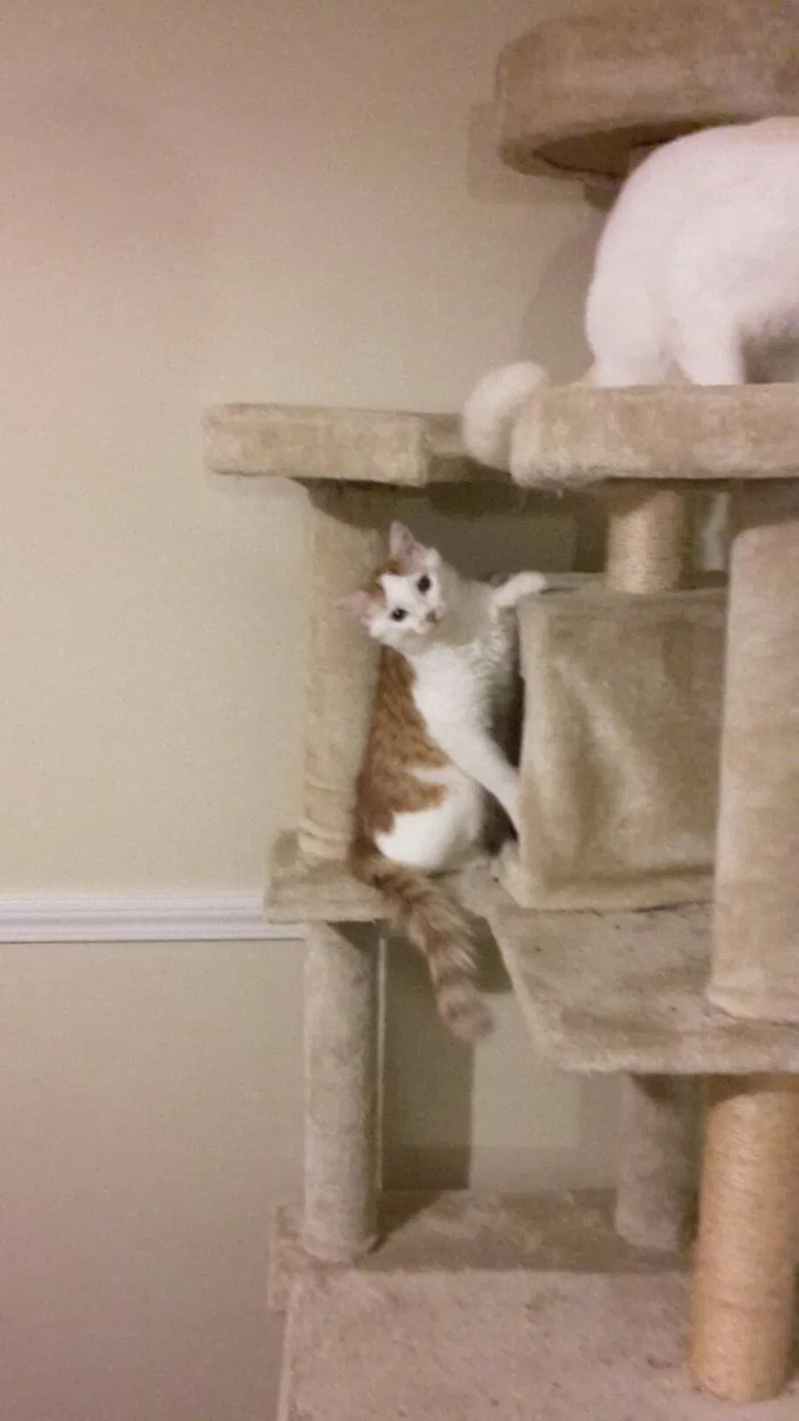 Lost cat in Ellenwood, GA, 30294
