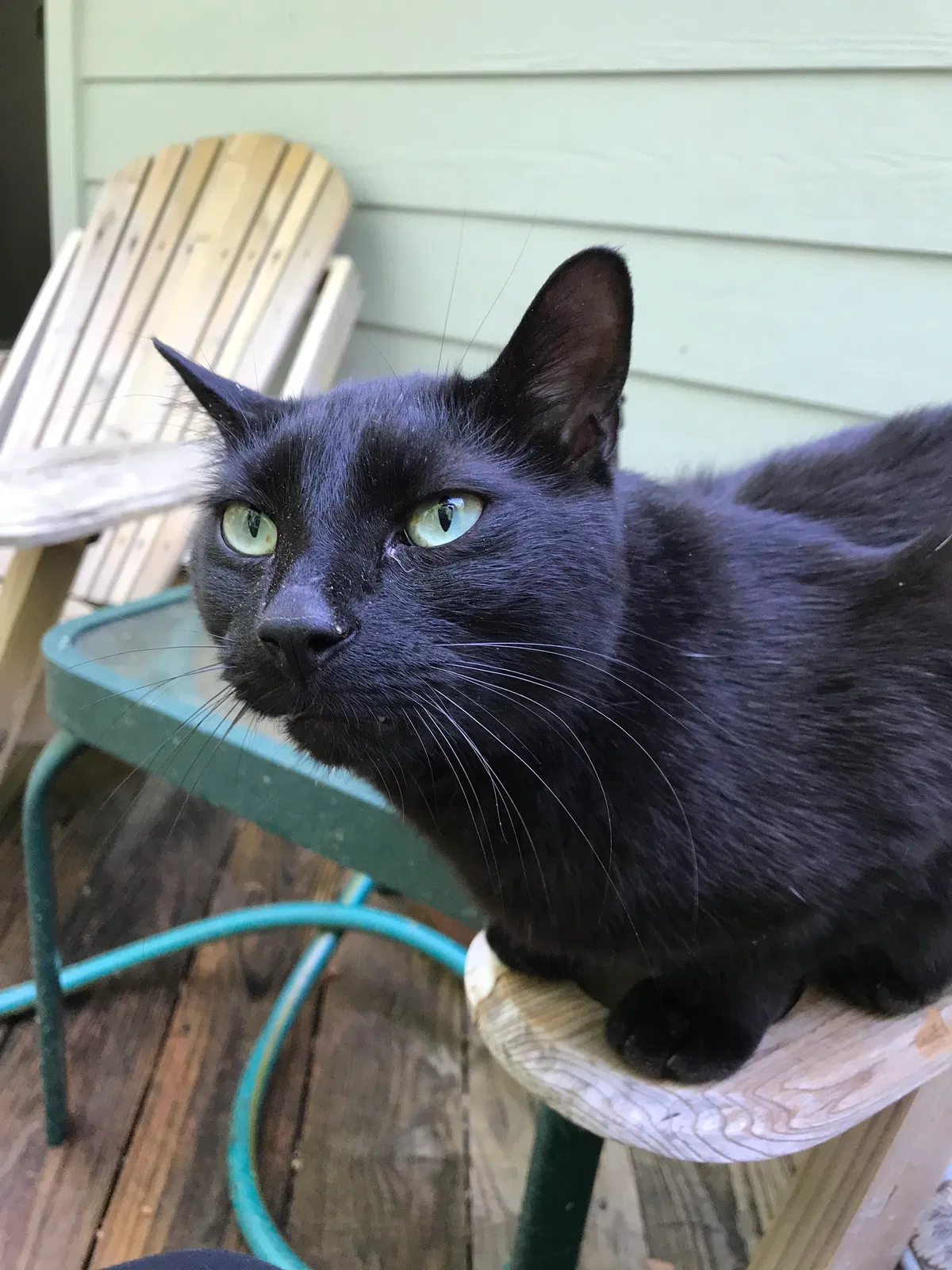 Lost cat in Fairfax, VA, 22032