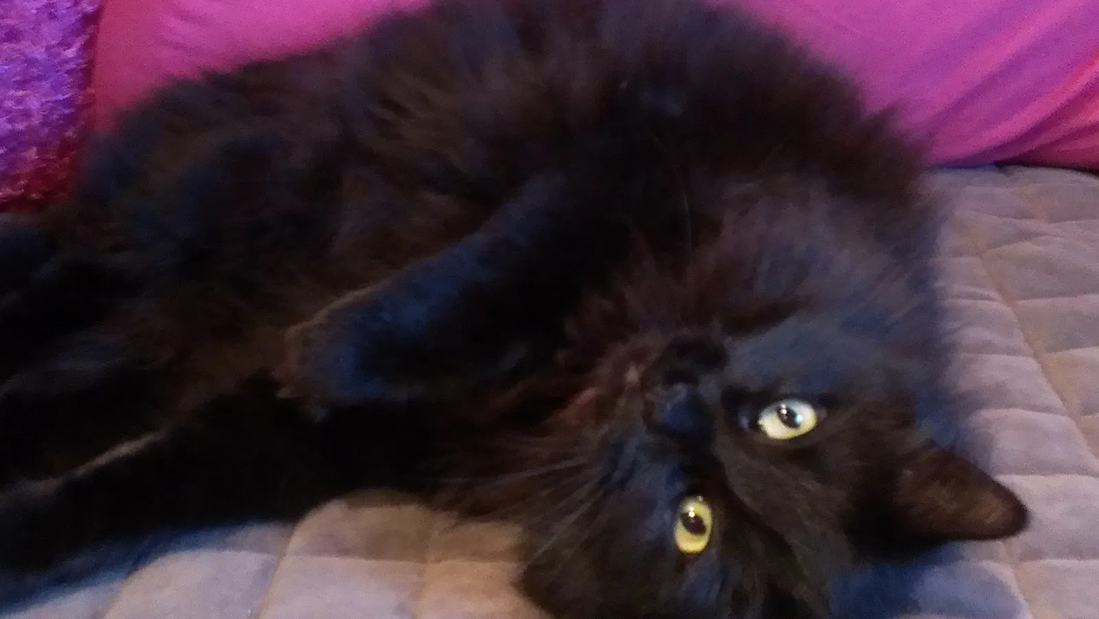 Lost cat in Bellevue, WA, 98006