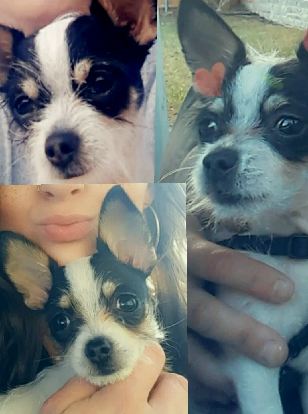 Lost dog in Fort Worth, TX, 76137