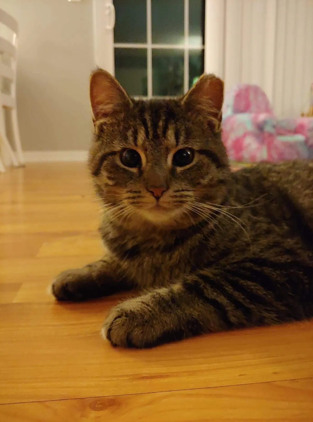 Lost cat in Xenia, OH, 45385