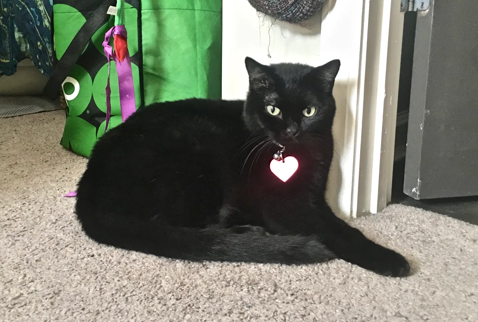 Lost cat in Sanford, FL, 32771