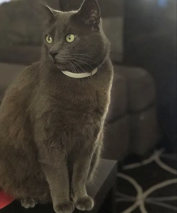 Lost cat in Carlsbad, CA, 92010