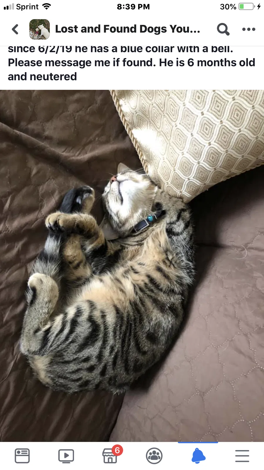 Lost cat in Unknown, OH, 44522